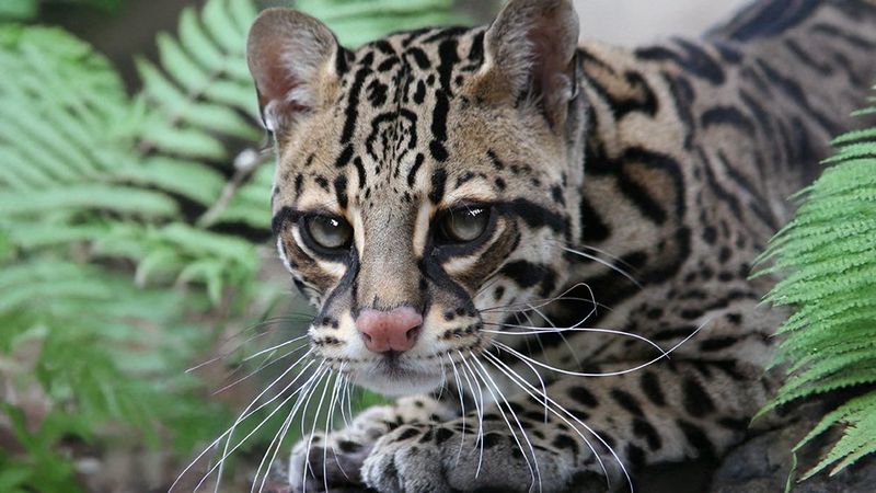 Ocelot: Jungle Jewel