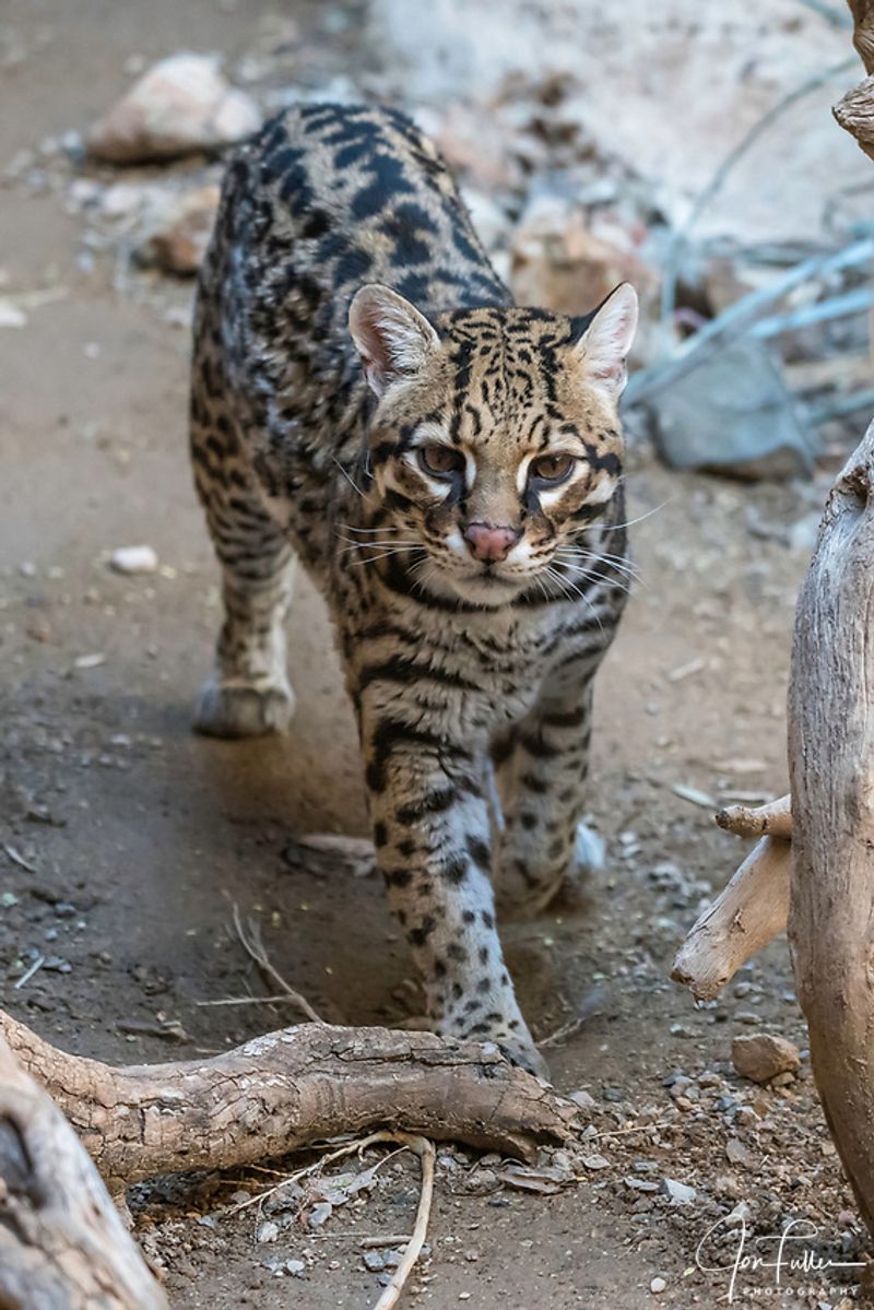 Ocelot (Leopardus pardalis)
