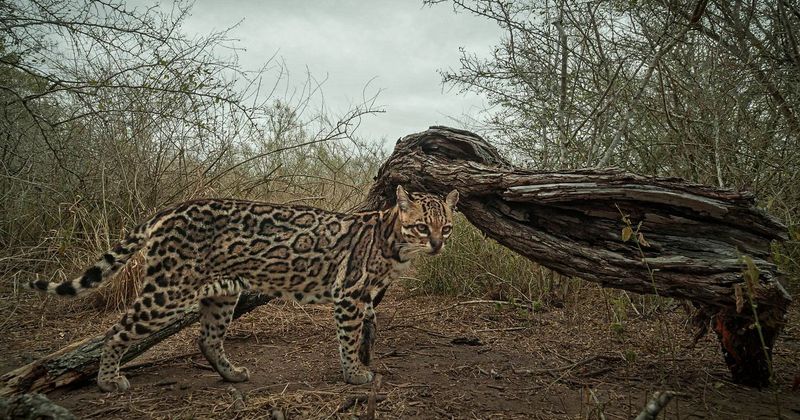 Ocelot (Leopardus pardalis)