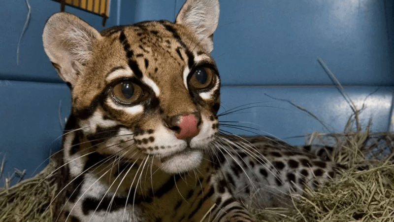 Ocelot