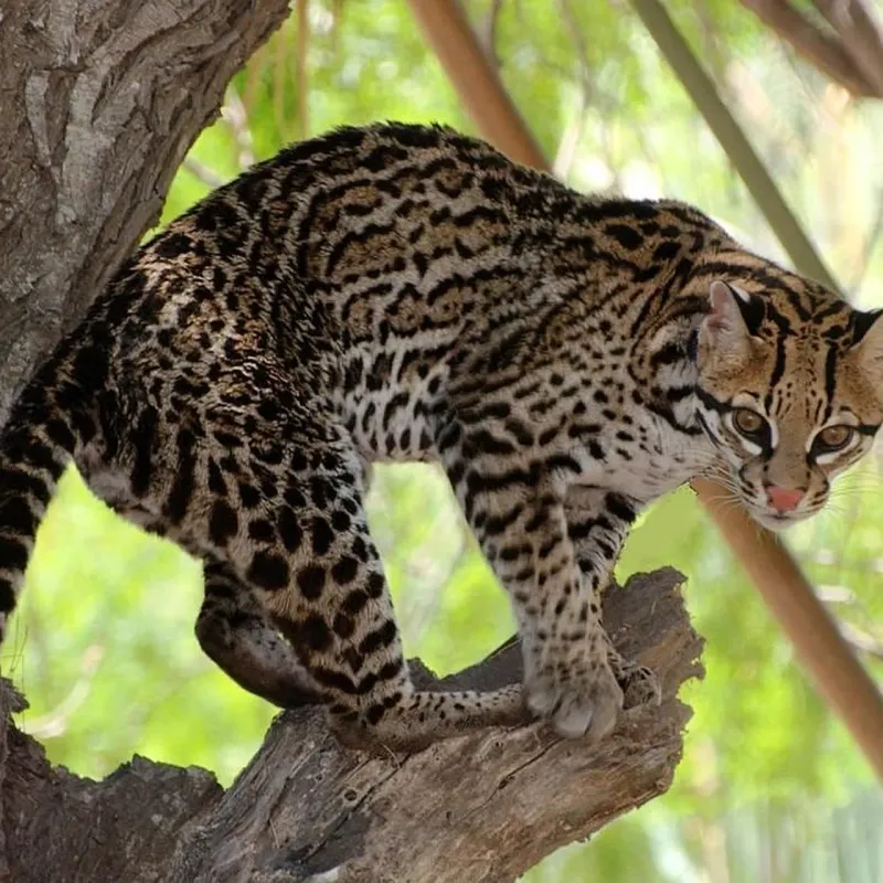 Ocelot