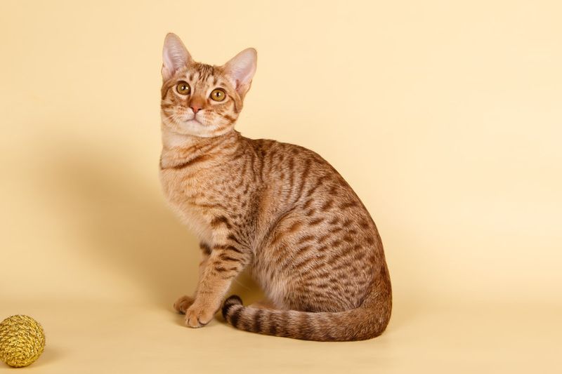 Ocicat