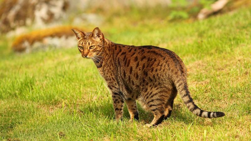 Ocicat