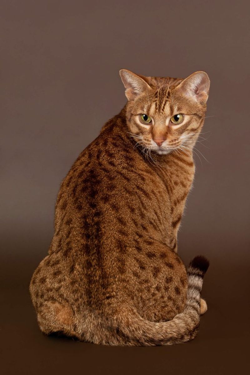 Ocicat
