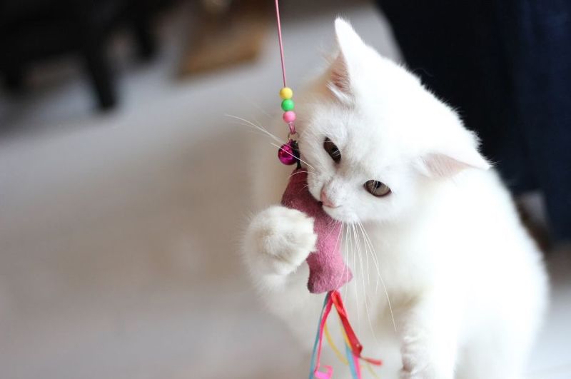 Offer Environmental Enrichment