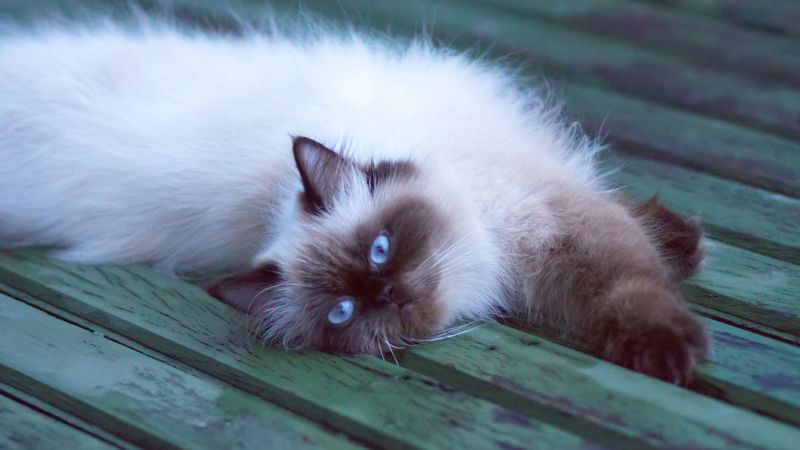 Ojos Azules Longhair