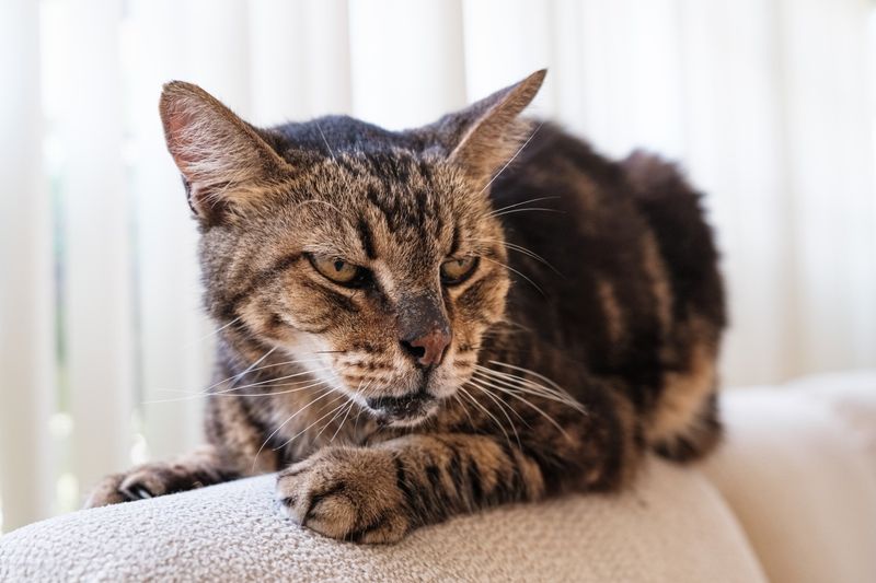 Older Cats Need More Frequent Check-ups
