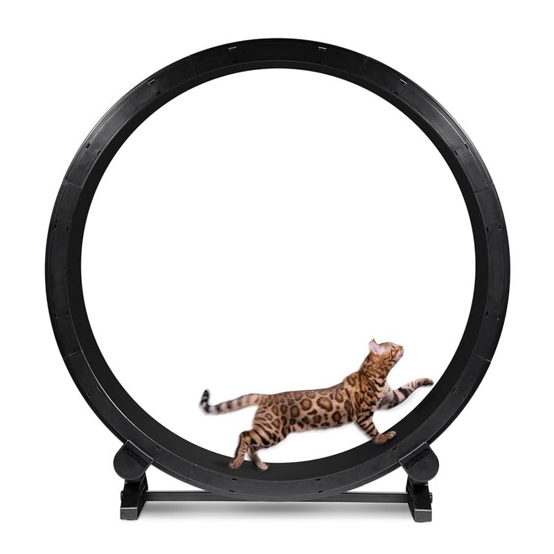 One Fast Cat Exercise Wheel