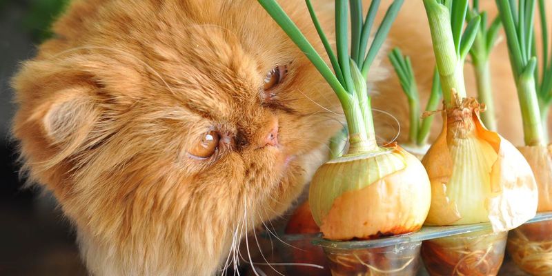 Onions and Garlic