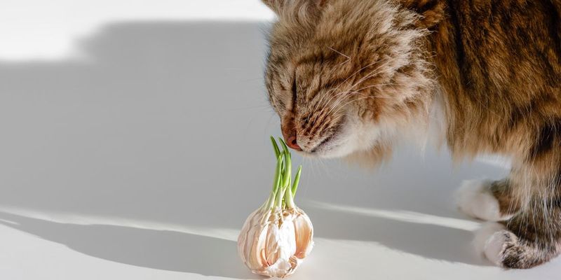 Onions and Garlic: Blood Cell Destroyers