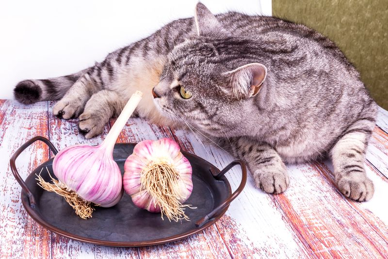 Onions and Garlic