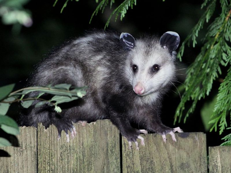 Opossums