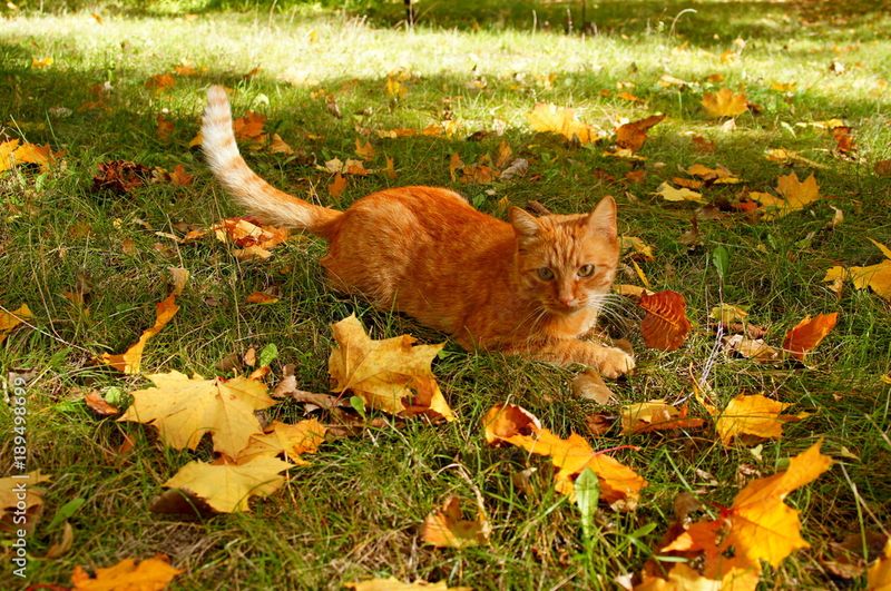 Orange Tabby