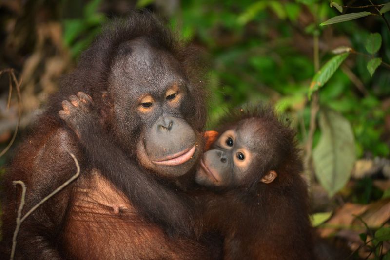 Orangutans Extend Maternal Care