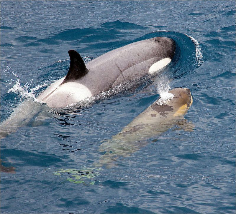Orcas