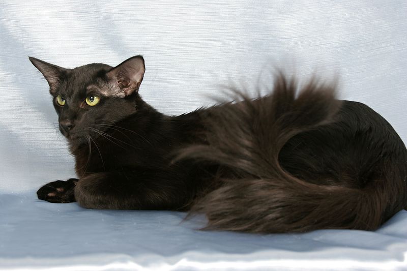 Oriental Longhair