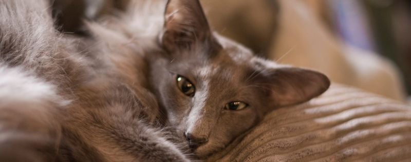 Oriental Longhair