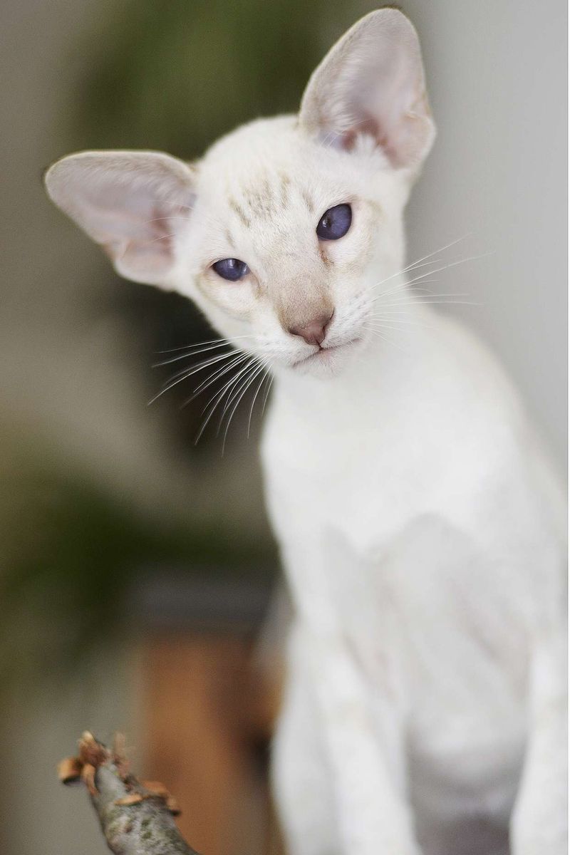 Oriental Shorthair – Nico