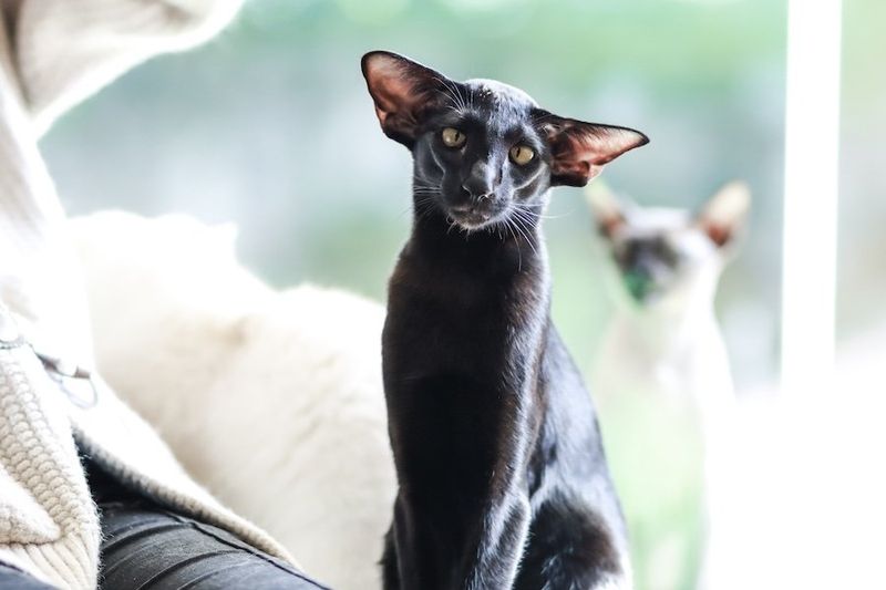 Oriental Shorthair
