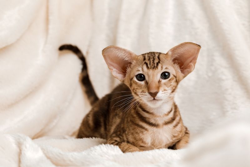 Oriental Shorthair