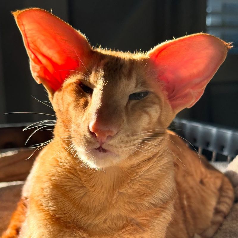Oriental Shorthair