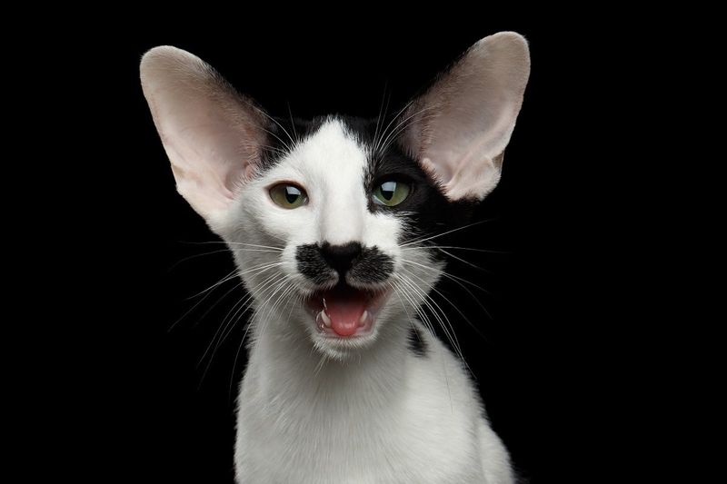 Oriental Shorthair