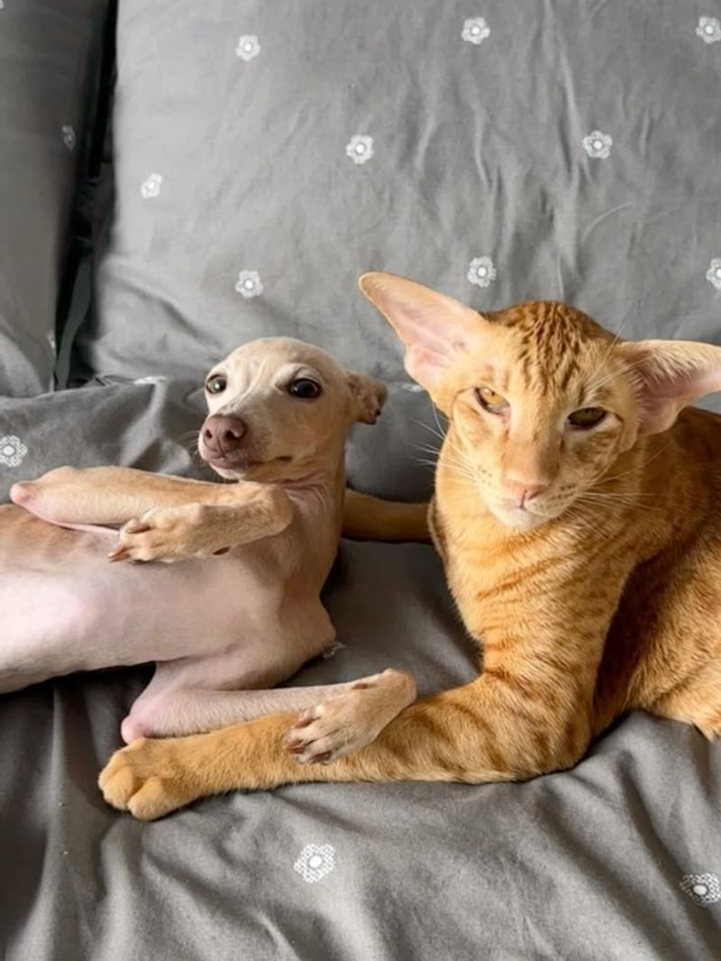 Oriental Shorthair