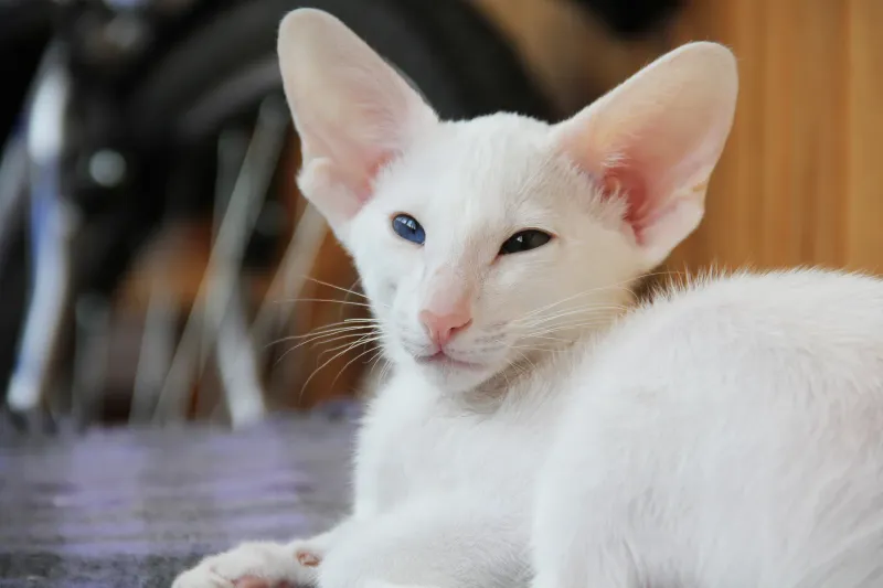 Oriental Shorthair