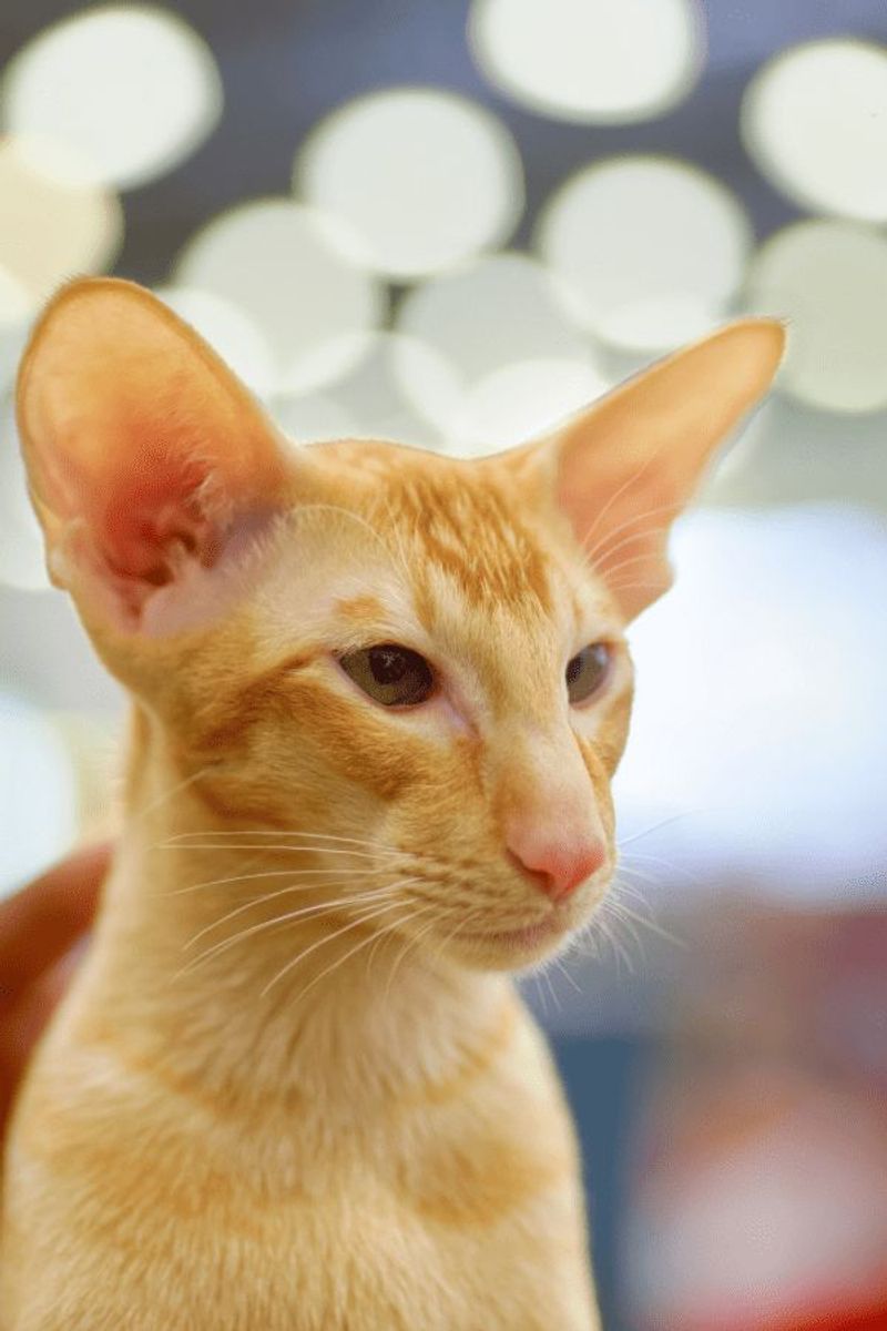 Oriental Shorthair
