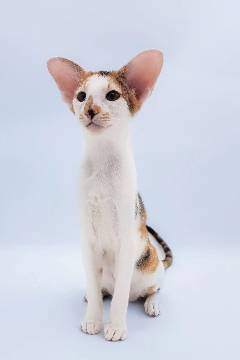 Oriental Shorthair
