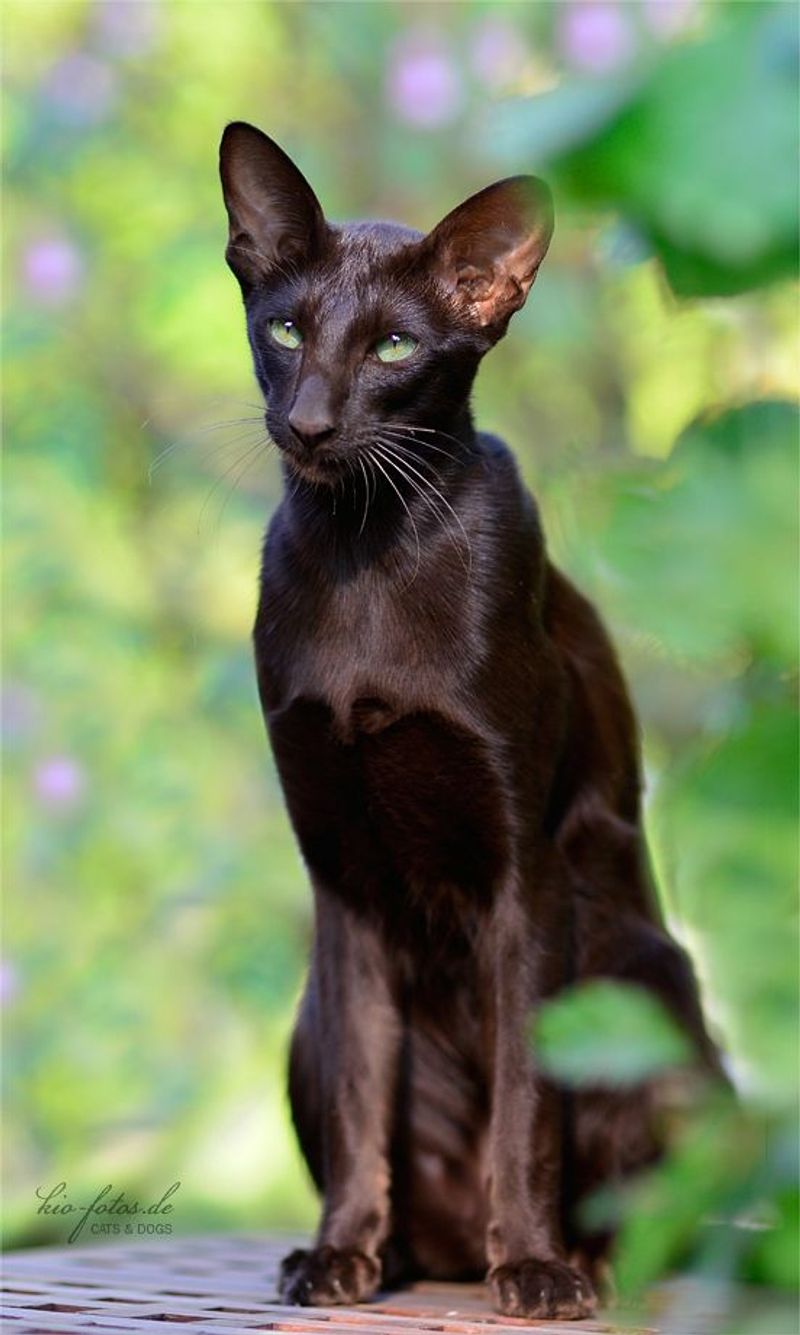 Oriental Shorthair