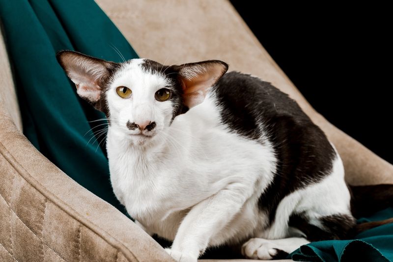 Oriental Shorthair