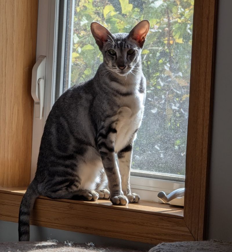 Oriental Shorthair