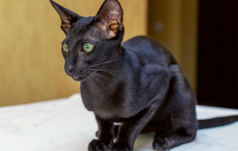 Oriental Shorthair Blue