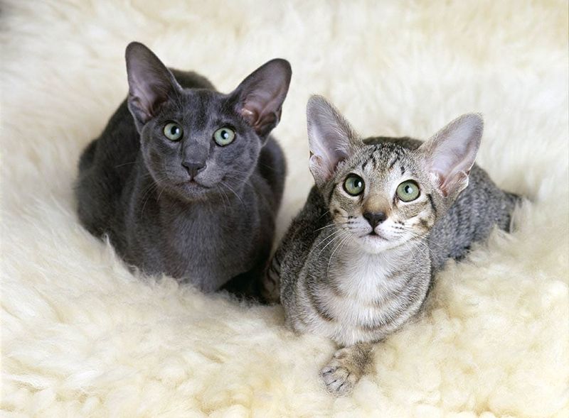 Oriental Shorthair