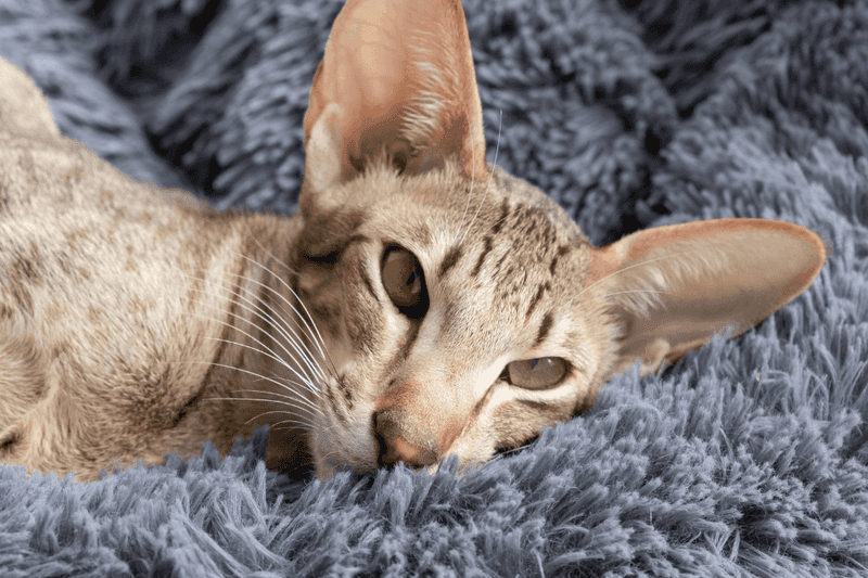 Oriental Shorthair