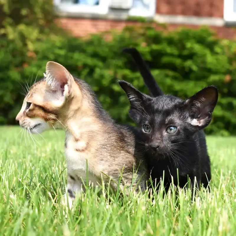 Oriental Shorthair