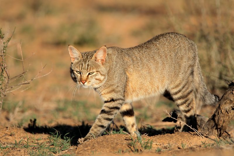 Origins and Early Domestication