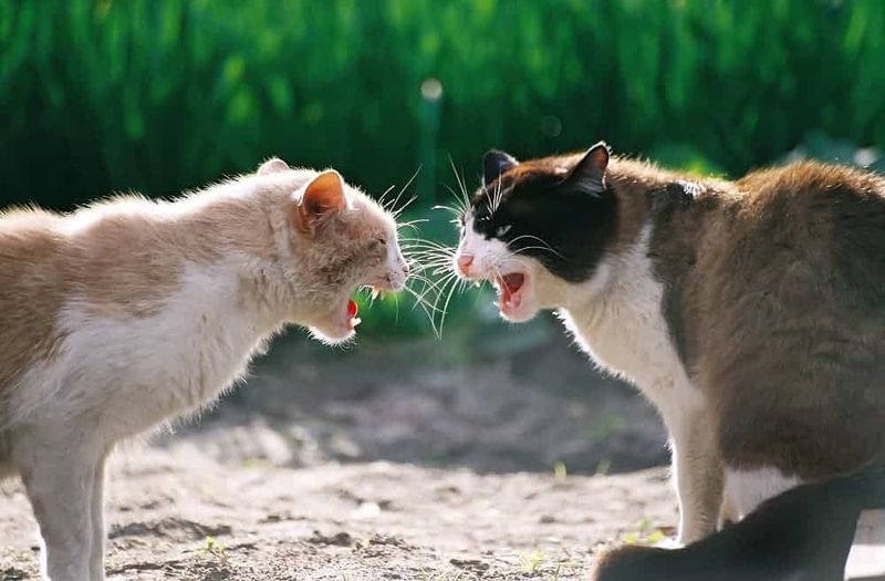 Other Cats Yowling