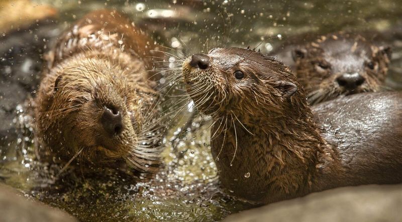 Otters Create Blended Families