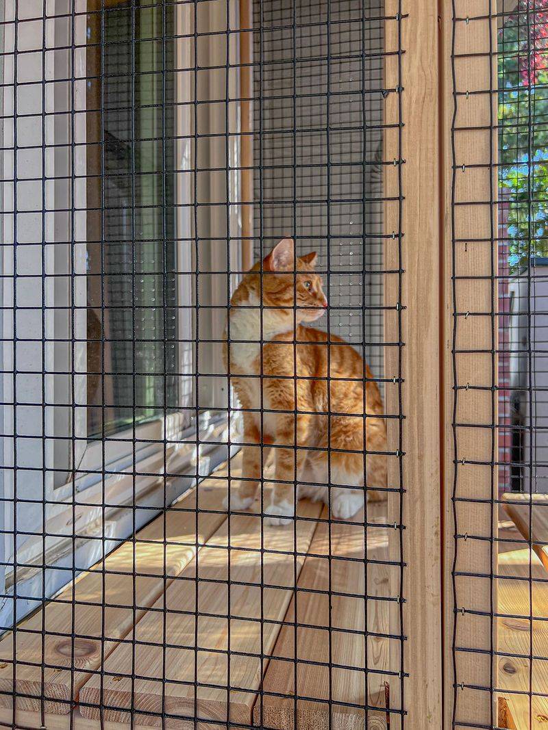 Outdoor Cat Enclosure