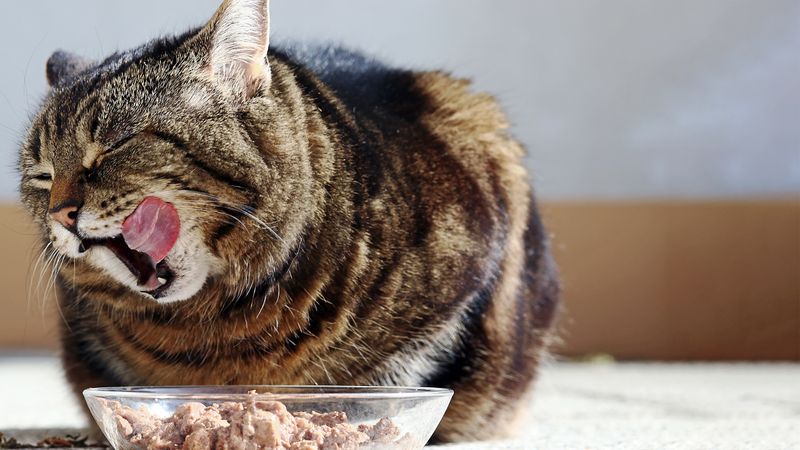 Overfeeding and Obesity