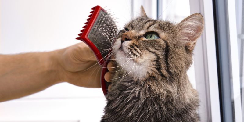 Overlooking Regular Grooming Needs