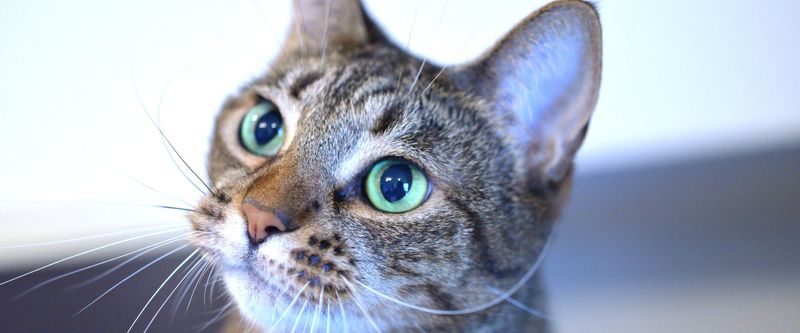 Overly Dilated or Constricted Pupils