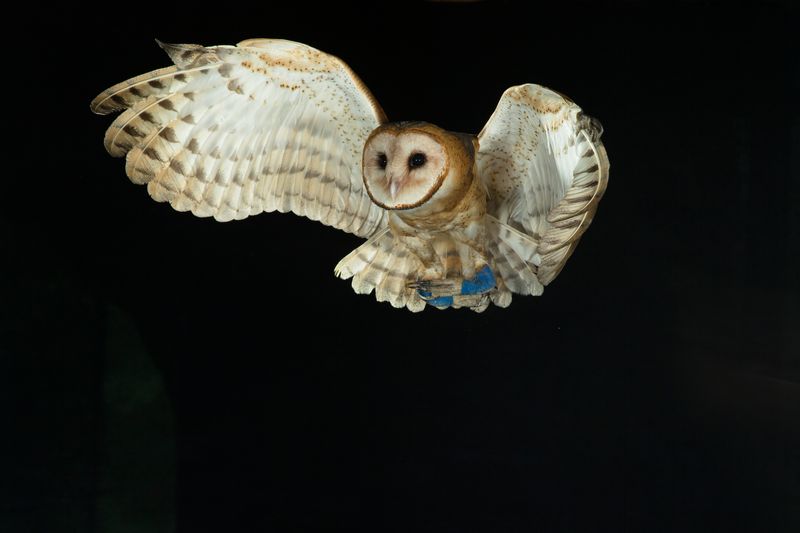 Owls