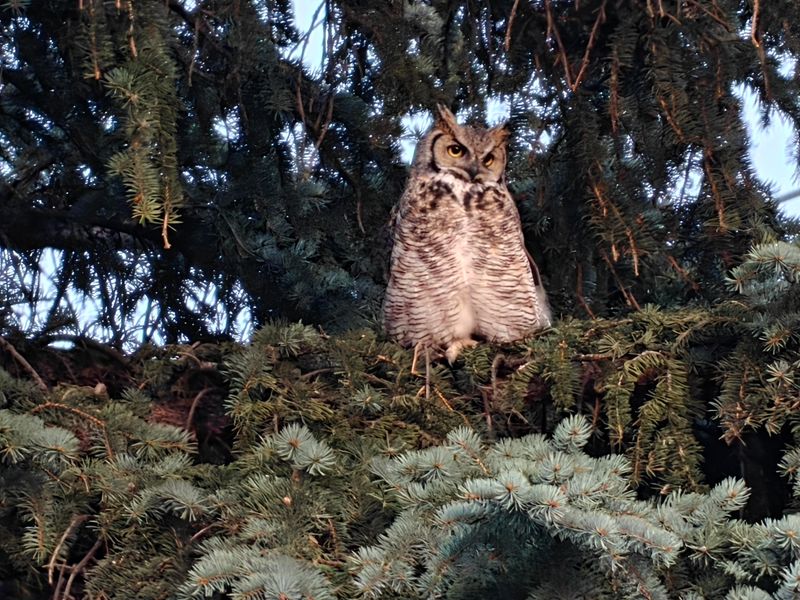 Owls