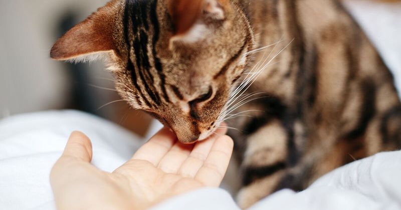 Owner's Scent Recognition