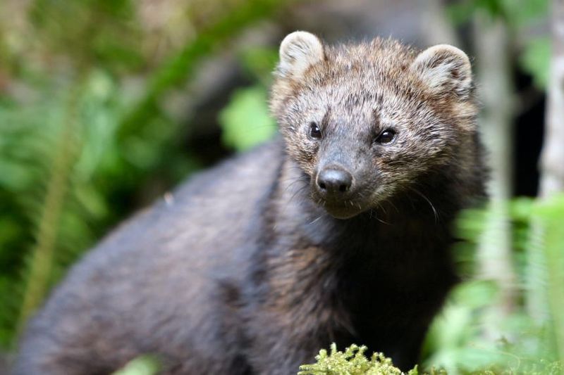 Pacific Fisher