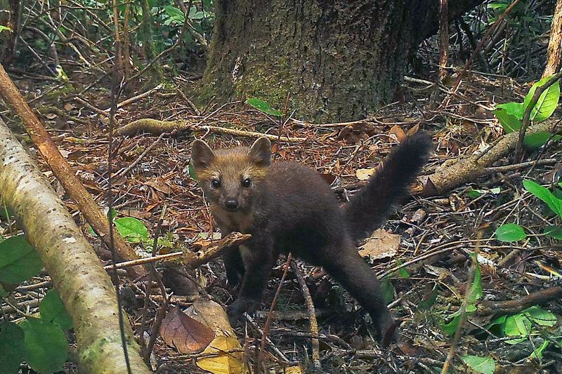 Pacific Marten