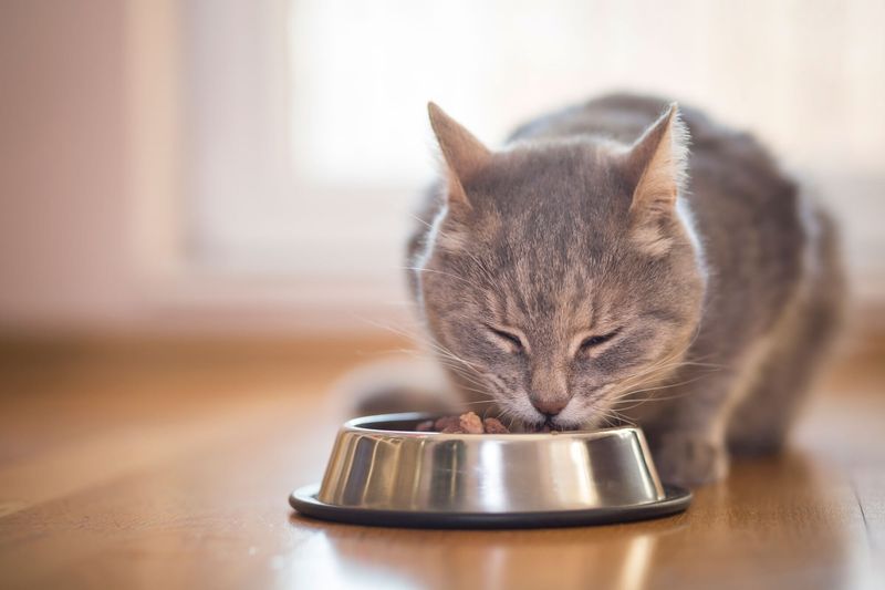 Palatability of Wet Cat Food